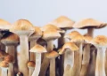چگونه قارچ های جادویی می توانند افسردگی را برطرف کنند